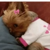 🎀 Perritos tiernos 🎀 12