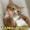 MELHORES MEMES DE GATO 😺 11