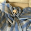 Puppies that are cold 13