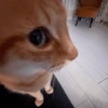 Gatitos. | @ocenferios  Haki. 7