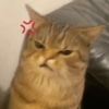 ル