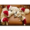 Gatos de navidad y de perros 5