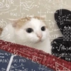 Reações gatinhos 11