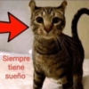 Shitpost Tranqui  5