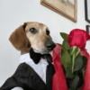 SOLTA CACHORRADA 6