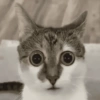 Kucing  9