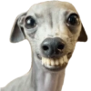 Cachorros engraçados  14