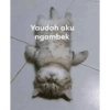 Kucing imoet 27