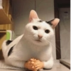 Reações gatinhos 7