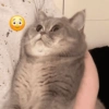 Random cats🐾🐱 8