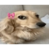 🎀 Perritos tiernos 🎀 7