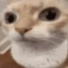 😎 Animales DIVERTIDOS 4 💯😎 14