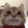 Random Cat's 🐱 16