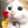 Random Cat's 🐱 14