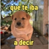 Frases perrunas cool 20