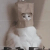 Random Cat's 🐱 23