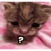 Anomali kucing 28