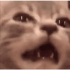 Kucing kucing 15