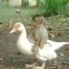 Macaco 28
