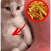Gatinhos 9