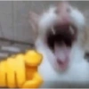 Gatinhos 8