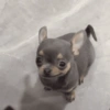 Chihuahuas 🙃 7