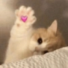 Gatitos amor ✨️💗 10