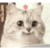 Kucing imoet 16
