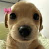 🎀 Perritos tiernos 🎀 8