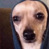 Puppies that are cold 5