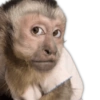 Monitos para reaccionar 🐵🐒🙈 10