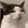 😎 Animales DIVERTIDOS 4 💯😎 6