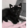 MICHIS TIERNOS  16