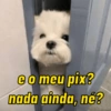 Pack de doguinhos zoeiros 🐶🤣 14
