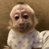 Macaco 7