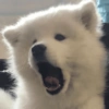 Reaccion mascotas 1.3 6