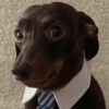 Reaccion mascotas 1.2 9