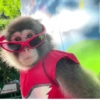 Monos graciosos😝 10