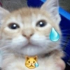 Memes de gatos 🐱😂 10