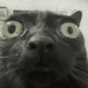 Reações gatinhos 10