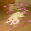 Gatitos amor ✨️💗 12
