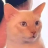 😎 Animales DIVERTIDOS 4 💯😎 5