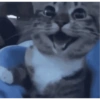 Gatinhos 11