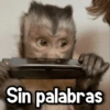 Changuitos🐒🍌 11