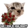 Can I stay in your heart?