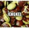 JENGKEL