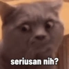 Kucing 5