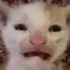 Cat Reaction😹😁 27