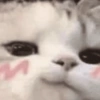 Random Cat's 🐱 8
