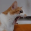 ⋆🐾 gatos tristes ᓚ₍ ^•⁠ ⁠ᴥ •^₎ 14